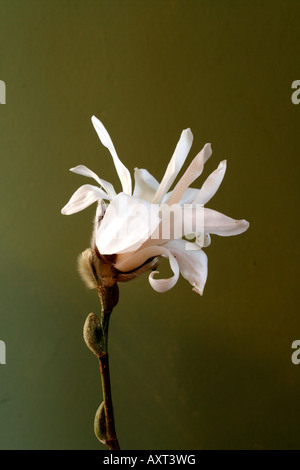 MAGNOLIA STELLATA AGA nénuphar Banque D'Images