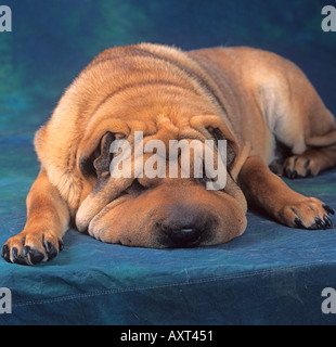 Le portrait de chien Shar PEI Banque D'Images