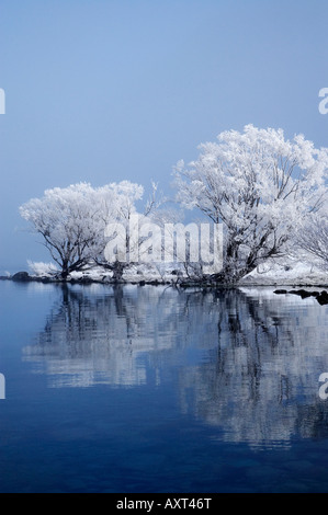 Saule en givre reflété dans le lac Ohau Mackenzie Country ile sud Nouvelle Zelande Banque D'Images