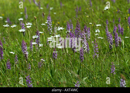 Orchidée parfumée Gymnadenia conopsea et marguerites Parkgate Kent UK Banque D'Images