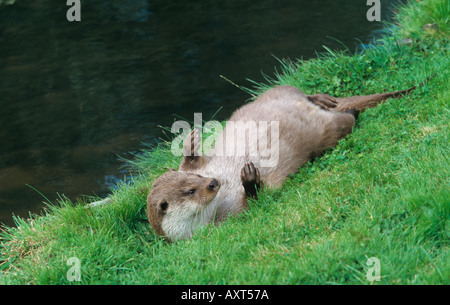 Loutre d'Europe Lutra lutra Rolling Banque D'Images