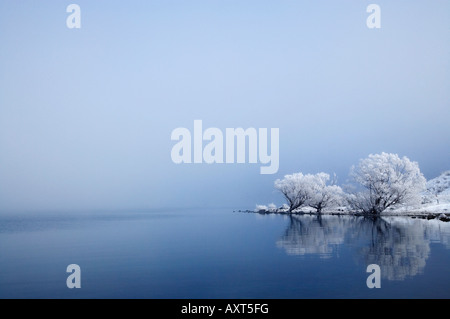 Saule en givre reflété dans le lac Ohau Mackenzie Country ile sud Nouvelle Zelande Banque D'Images