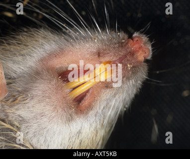 Les dents de la bouche et les narines d'un Rattus norvegicus rat brun immature Banque D'Images