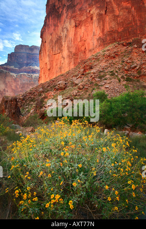 Un Canyon canyon côté selle à la rivière Colorado, dans le Parc National du Grand Canyon Banque D'Images