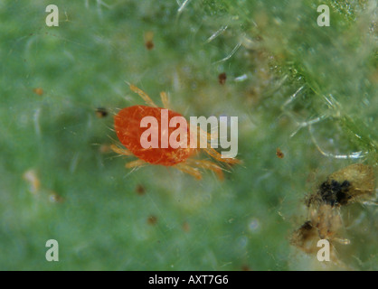 Tétranyque à deux points Tetranychus urticae dans diapausal couleur orange profond Banque D'Images