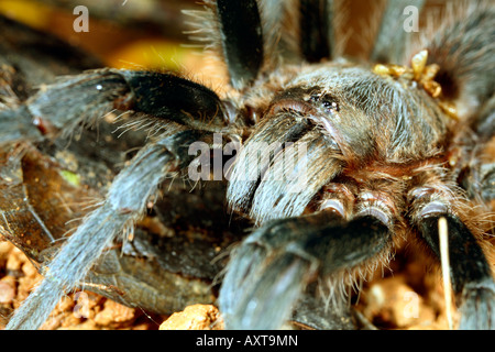 Close up de Tarantula head en Amazonie équatorienne Banque D'Images