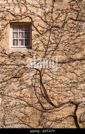 Ivied couverts mur avec une fenêtre dans un mur du monastère français Banque D'Images