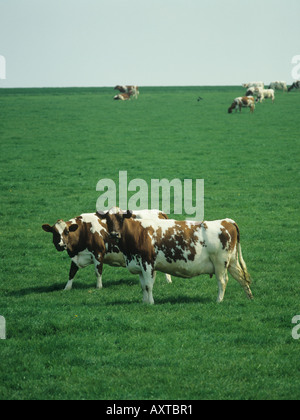 Le pâturage des vaches Ayrshire au pâturage au printemps Hampshire Banque D'Images