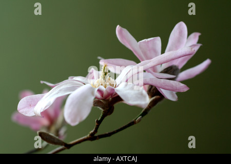 MAGNOLIA X LOEBNERI LEONARD MESSEL AGM Banque D'Images