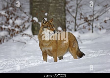 Le loup Canis lupus Banque D'Images
