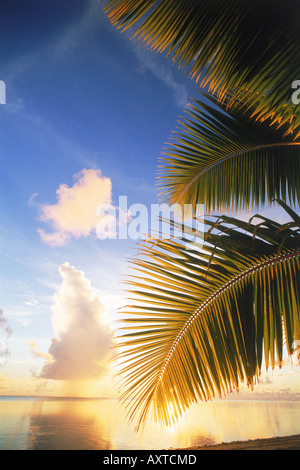 La lumière sur le coucher du soleil sur des feuilles de palmier en eaux calmes Aitutaki Lagoon Cook Islands Banque D'Images