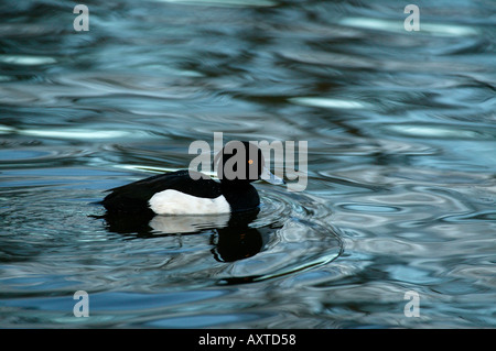 Fuligule morillon (Aythya fuligula) sur St Margarets Loch Holyrood Park Edimbourg en Ecosse Banque D'Images