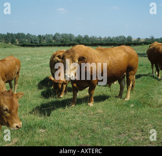 Taureau Limousin avec des vaches, des génisses sur pâturage de graminées Banque D'Images