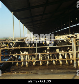 En vaches laitières Holstein couverts stylos sur zéro-pâturage farm en Californie Banque D'Images