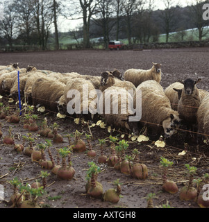 Nord de l'Angleterre sur l'alimentation des brebis mule mangels en conditions humides en ligne le long d'une clôture électrique Banque D'Images