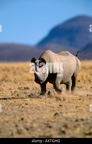 Un rhinocéros noir en Namibie Afrique du Sud Banque D'Images