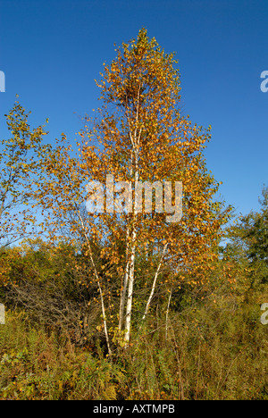 Les bouleaux Automne Couleurs d'automne dans la campagne environnante de Springfield en Illinois Banque D'Images