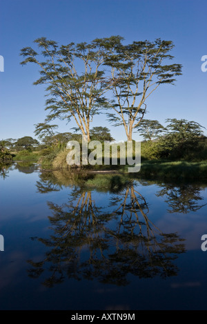 Traduit parfaitement acacias d'un doux soleil sur le parc national de Serengeti, Tanzanie Banque D'Images