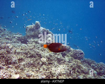 Triggerfish bordée d'Orange [Holiday Island Reef, Kaafu Atoll, Maldives, en Asie] . Banque D'Images