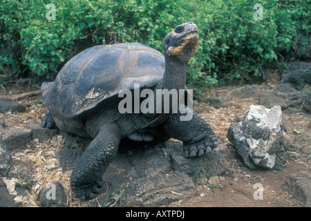 Tortue géante des Galapagos (Geochelone elephantopus) Darwin Research et centre d'élevage, l'île de Santa Cruz, captif des Galapagos Banque D'Images