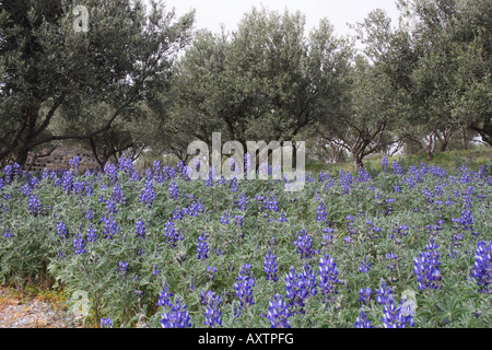 Arbres d'huile (Iridaceae) au printemps avec des fleurs sauvages sur l'île de Crète, Grèce, Europe. Photo par Willy Matheisl Banque D'Images