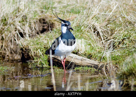 Un Lapwing sur le marais Banque D'Images