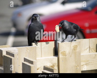 Deux choucas, Corvus monedula, une avec un peu de pain dans son bec Banque D'Images