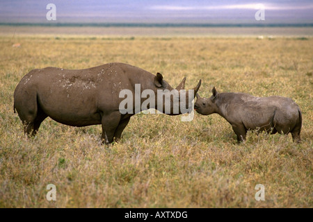 Un rhinocéros noir mère et bébé à Ngorongoro Crater Tanzanie Afrique Banque D'Images