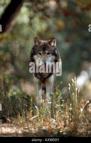 Le loup de l'est à Billings Montana USA Zoo Banque D'Images