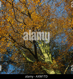 Un Hêtre Fagus sylvatica arbre en plein automne couleur Banque D'Images