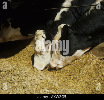 Hereford x Friesian steers dans l'alimentation animal house sur du maïs ensilage Devon Banque D'Images