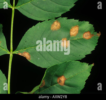 La tache des feuilles de frêne frêne sur fraxinicola Mycosphaerella leaf Banque D'Images