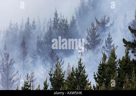 Feu de forêt Dunedin ile sud Nouvelle Zelande Banque D'Images