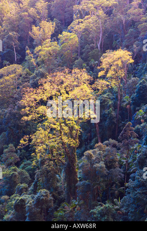 La canopée de la forêt tropicale, Parc National de Springbrook, UNESCO World Heritage Site, Queensland, Australie, Pacifique Banque D'Images