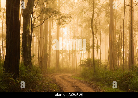 Route de campagne et brouillard, Dandenong Ranges, Victoria, Australie, Pacifique Banque D'Images