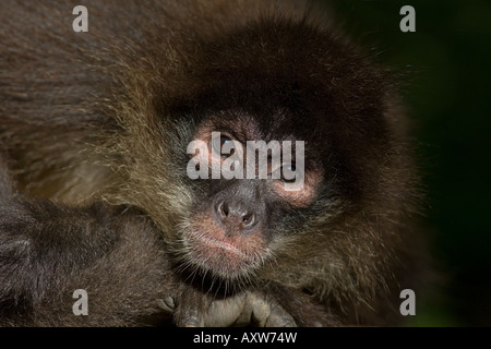 Portrait du singe araignée de Geoffroy Ateles geoffroyi Banque D'Images