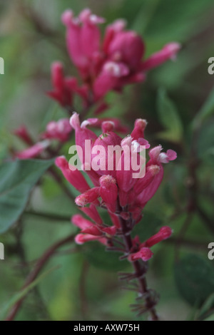 Mexican sauge (Salvia involucrata), blooming Banque D'Images