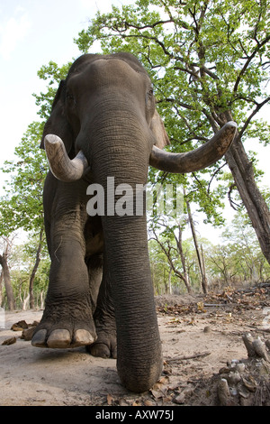 L'éléphant indien (Elephus maximus), Bandhavgarh National Park, l'état de Madhya Pradesh, Inde, Asie Banque D'Images