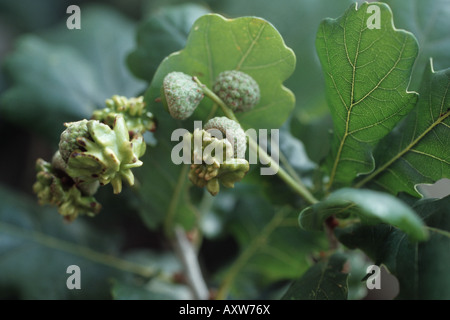 Acorn cup gall wasp, knopper (Andricus quercuscalicis gall), sur Quercus robur Banque D'Images