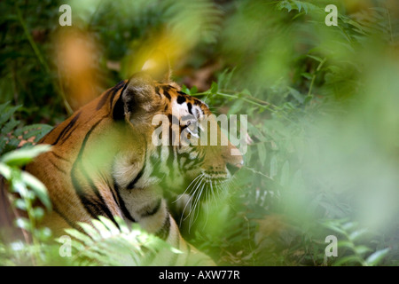 Tigre de l'Inde (femelle) tigre du Bengale (Panthera tigris tigris), Bandhavgarh National Park, l'état de Madhya Pradesh, Inde, Asie Banque D'Images