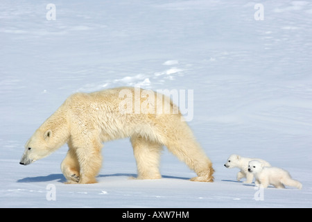 L'ours polaire (Ursus maritimus) mère avec deux oursons, Parc National de Wapusk, Churchill, la baie d'Hudson, au Manitoba, au Canada, en Amérique du Nord Banque D'Images