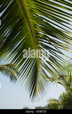 La feuille de palmier, Nicoya, Costa Rica Pennisula Banque D'Images