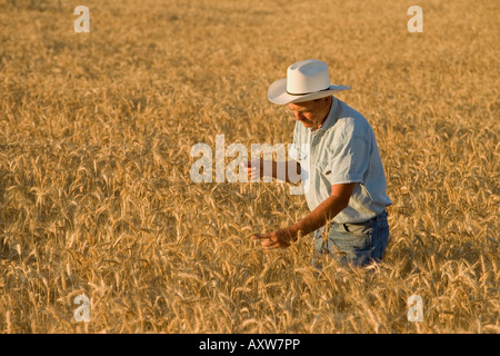 Champ de blé mûr de l'inspection d'agriculteurs. Banque D'Images