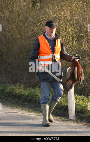 Dans la zone du tambour de battue avec remorque Paysage tourné faisans, ALLEMAGNE, Basse-Saxe Banque D'Images