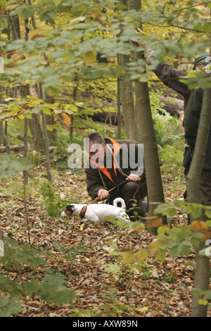 Jack Russell Terrier (Canis lupus f. familiaris), après examen d'un animal, chasse, Allemagne Banque D'Images