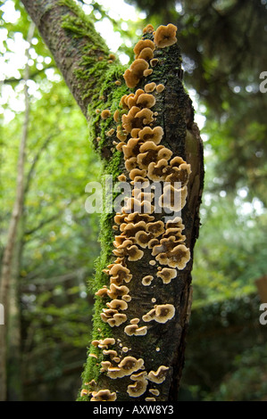 Rideau poilue croûte (Stereum hirsutum) Champignons poussant sur le tronc de l'arbre UK Banque D'Images