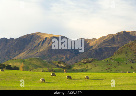 Les moutons, Wanaka, Central Otago, île du Sud, Nouvelle-Zélande, Pacifique Banque D'Images