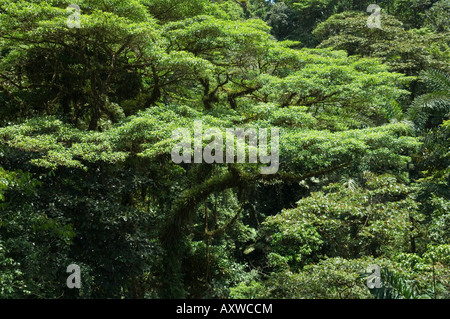 Rainforest vegitation ponts suspendus, à pied, l'Arenal, Costa Rica Banque D'Images