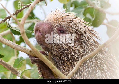 Coendou prehensilis porcupine (brésilien). Photo prise dans le Cerrado brésilien. Banque D'Images