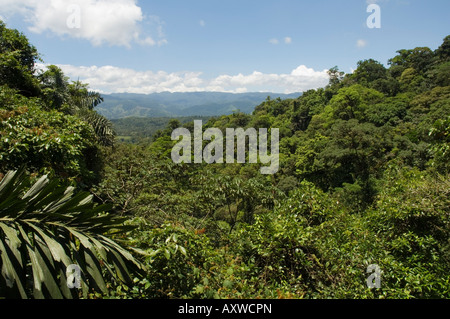 Rainforest vegitation ponts suspendus, à pied, l'Arenal, Costa Rica Banque D'Images